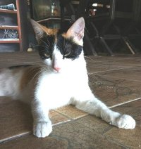 大阪でおすすめのペット葬儀霊園