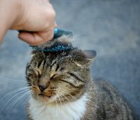 ペットを弔うために重視したい環境とは