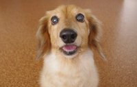 飼い主が求めるサービスを提供してくれるか？